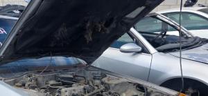 Venta de Sensores Originales para Chevrolet Colorado
